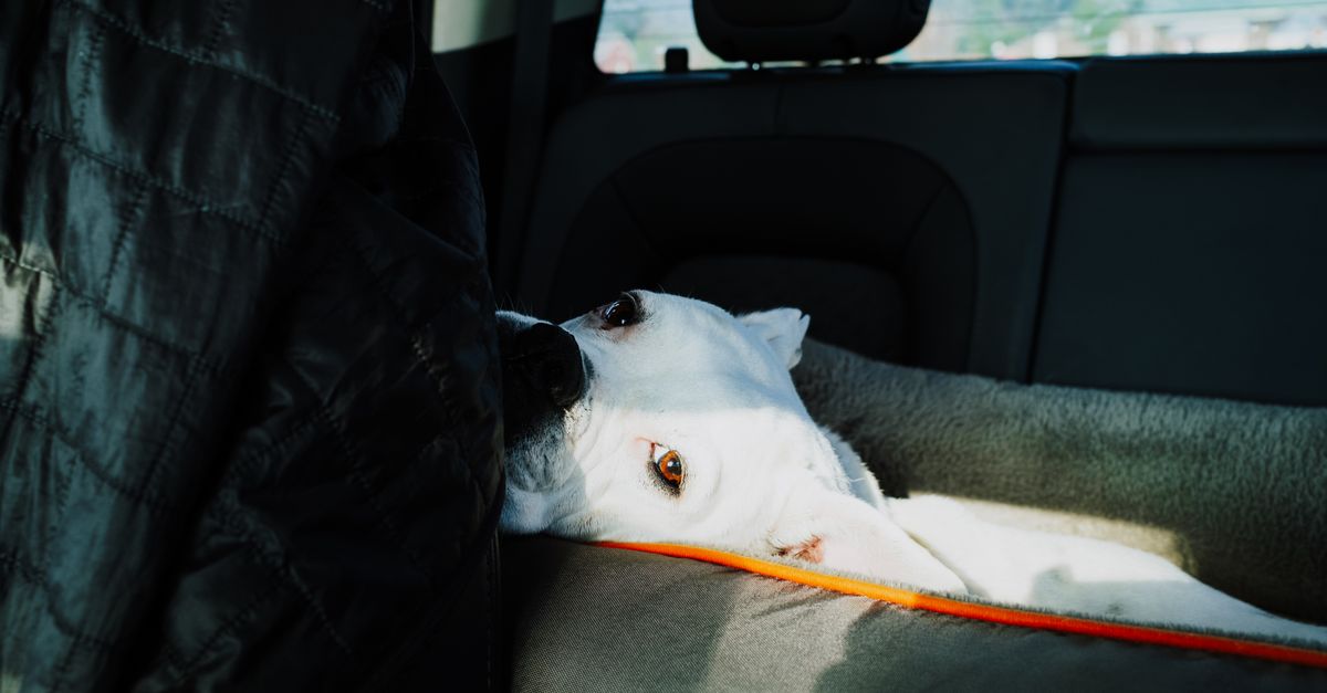Dog resting comfortably in a car backseat